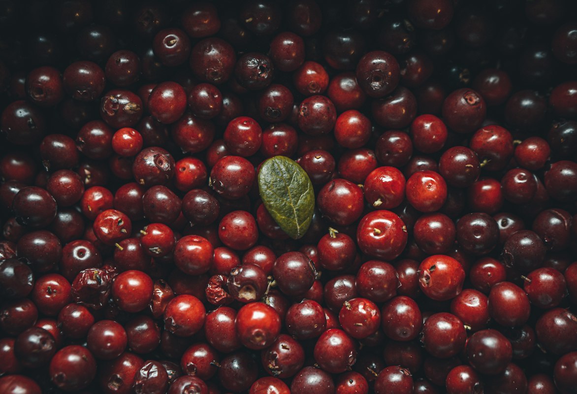 Dziurawiec zwyczajny